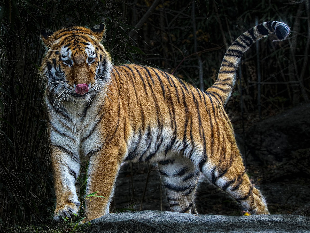 Tigras, Laukiniai, Nykstantis, Katė, Medžiotojas, Dryžuotas, Akys, Wildcat, Бенгальский, Kailis