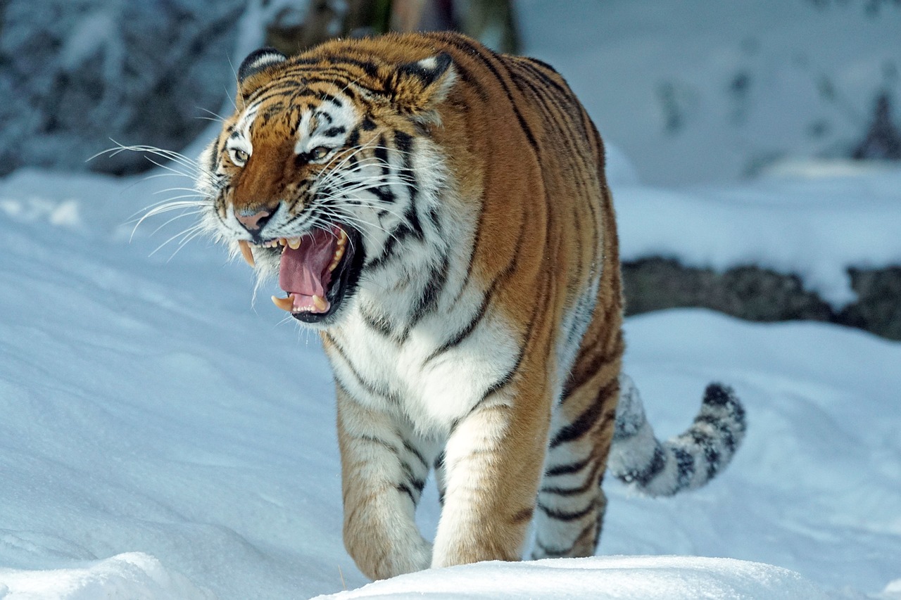 Tigras, Amurtiger, Plėšrūnas, Katė, Mėsėdžiai, Pavojingas, Siberianas, Sniegas, Žiema, Sibiro Tigras