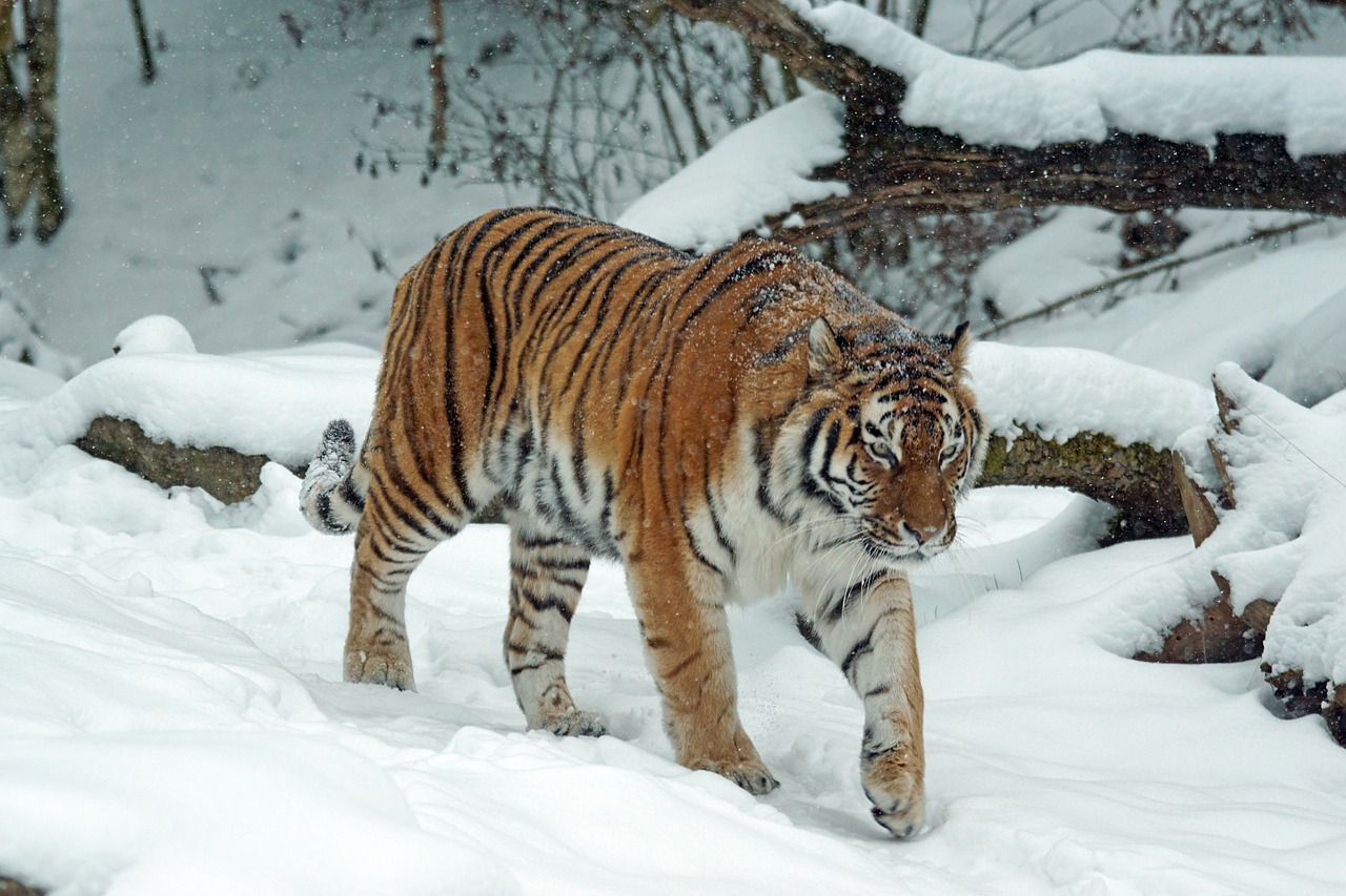 Tigras, Amurtiger, Plėšrūnas, Katė, Mėsėdžiai, Pavojingas, Siberianas, Sniegas, Žiema, Sibiro Tigras