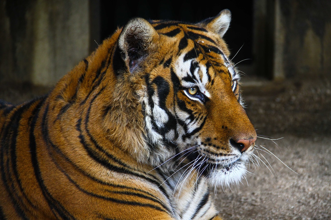 Tigras, Zoologijos Sodas, Laukinis Katinas, Nemokamos Nuotraukos,  Nemokama Licenzija