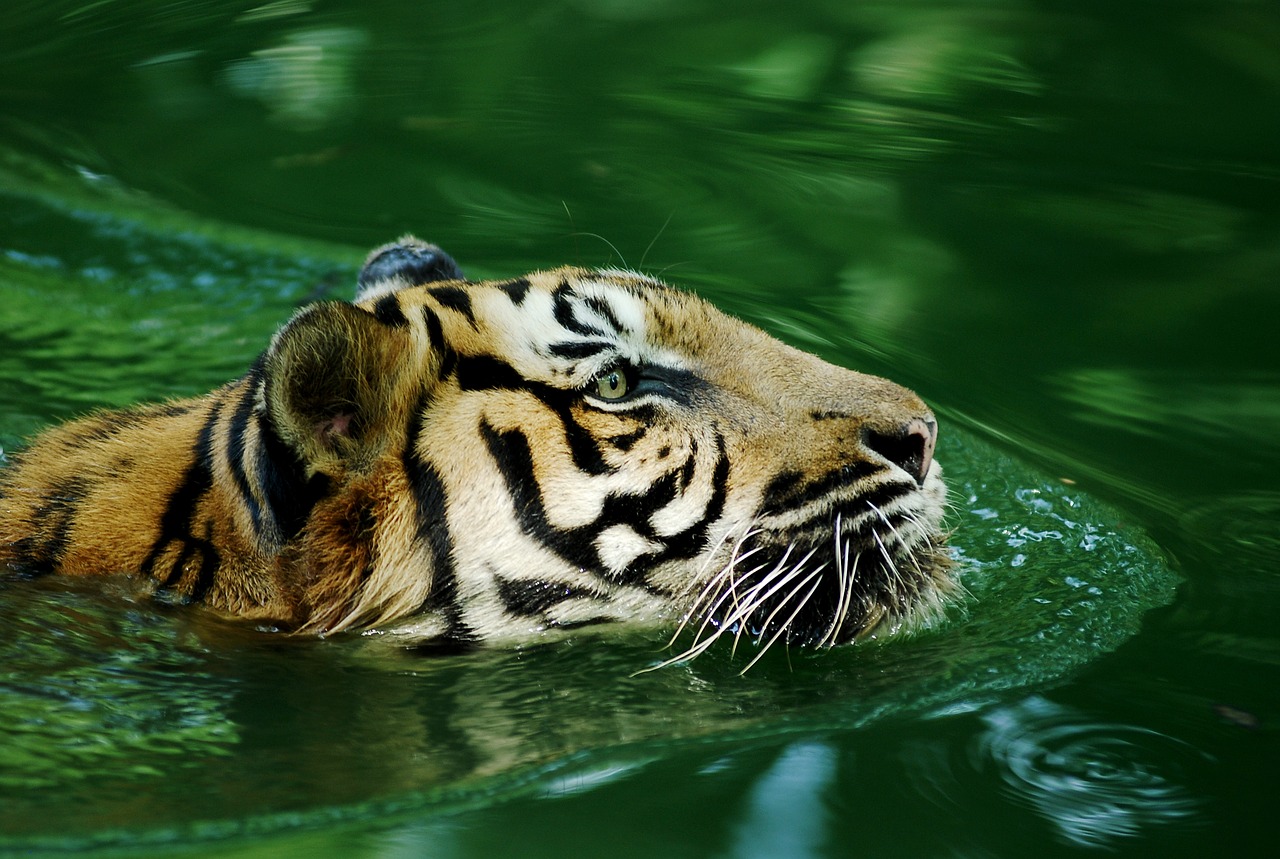 Tigras, Malajiečių Tigras, Vienišas, Laukiniai, Gyvūnas, Gamta, Plunksna, Laukinė Gamta, Vanduo, Zoologijos Sodas