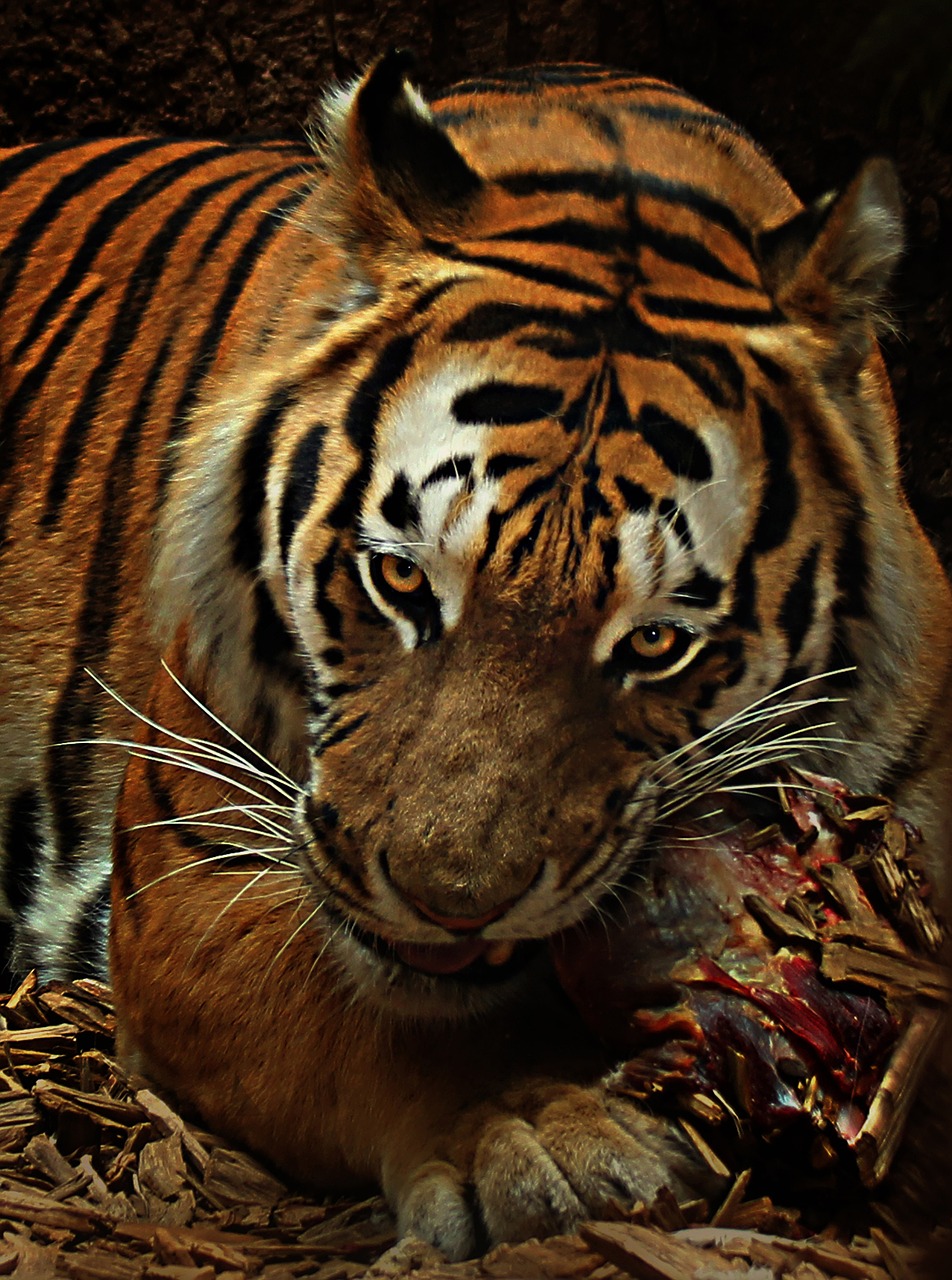 Tigras, Maistas, Katė, Mėsėdžiai, Laukinės Gamtos Fotografija, Pavojingas, Plėšrūnas, Zoologijos Sodas, Portretas, Medžiotojas