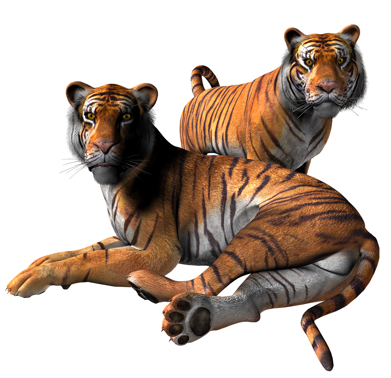 Tigras, Gyvūnas, Katė, Dizainas, 3D, Padengti, Png, Nemokamos Nuotraukos,  Nemokama Licenzija