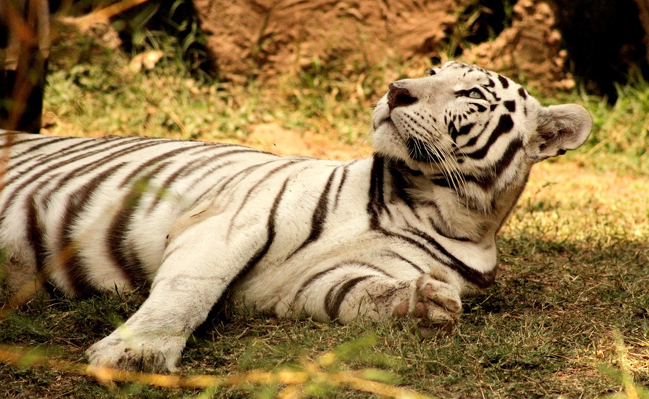 Tigras, Gyvūnai, Zoologijos Sodas, Nemokamos Nuotraukos,  Nemokama Licenzija