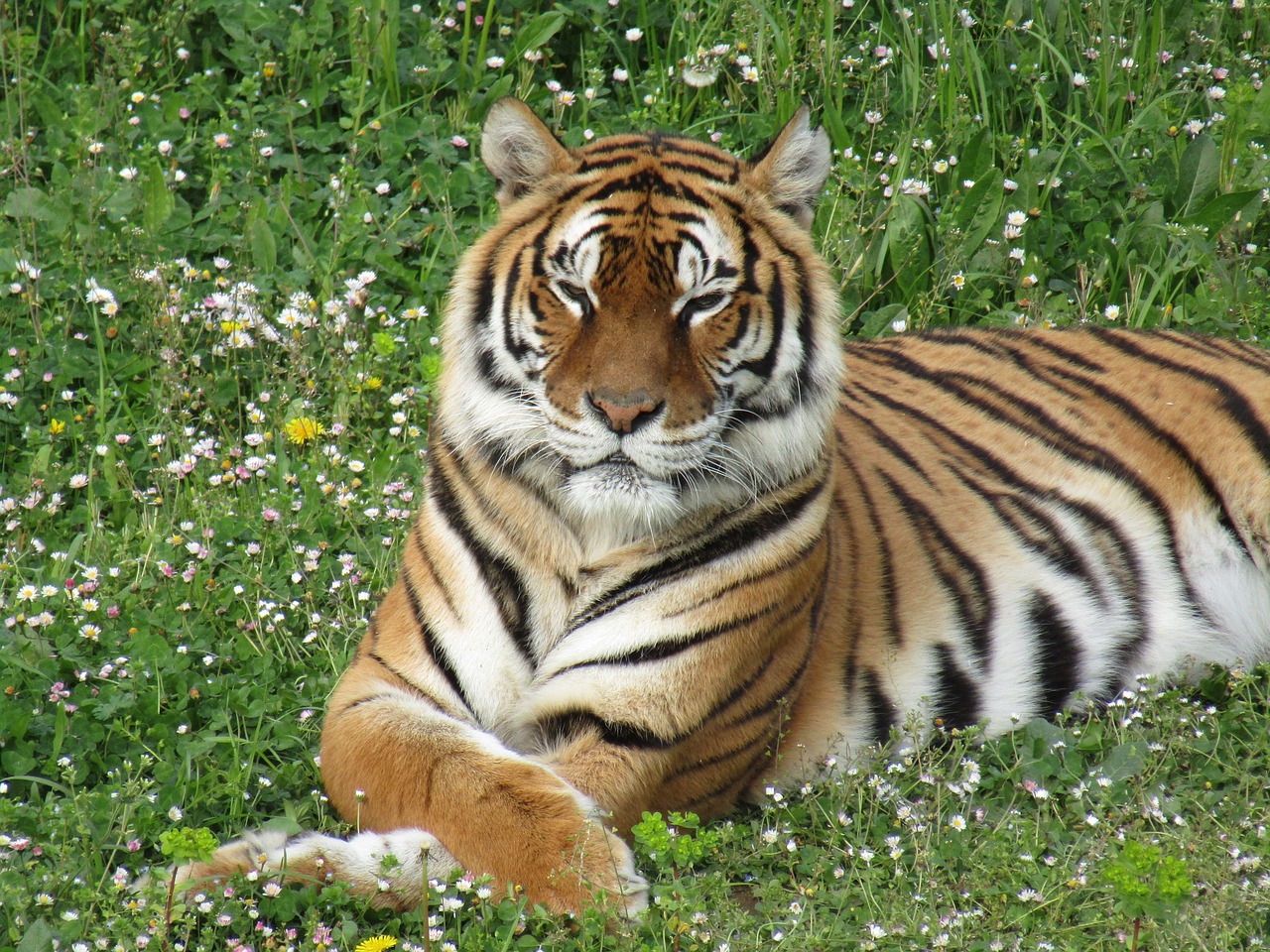 Tigras, Zoologijos Sodas, Fauna, Nemokamos Nuotraukos,  Nemokama Licenzija