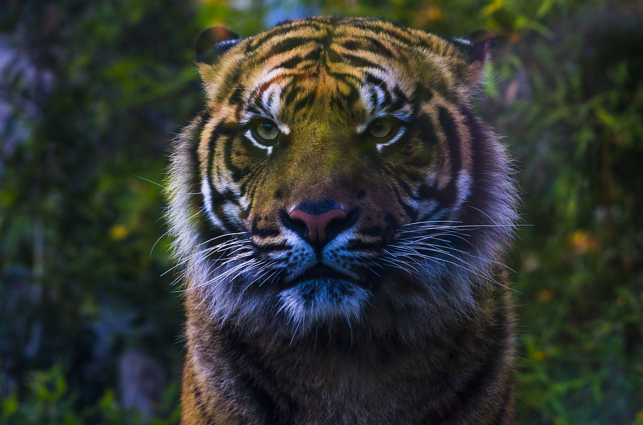 Tigras, Zoologijos Sodas, Bioparkas, Kačių, Atrodo, Užfiksuoti, Gamta, Gyvūnas, Galva, Sumatra