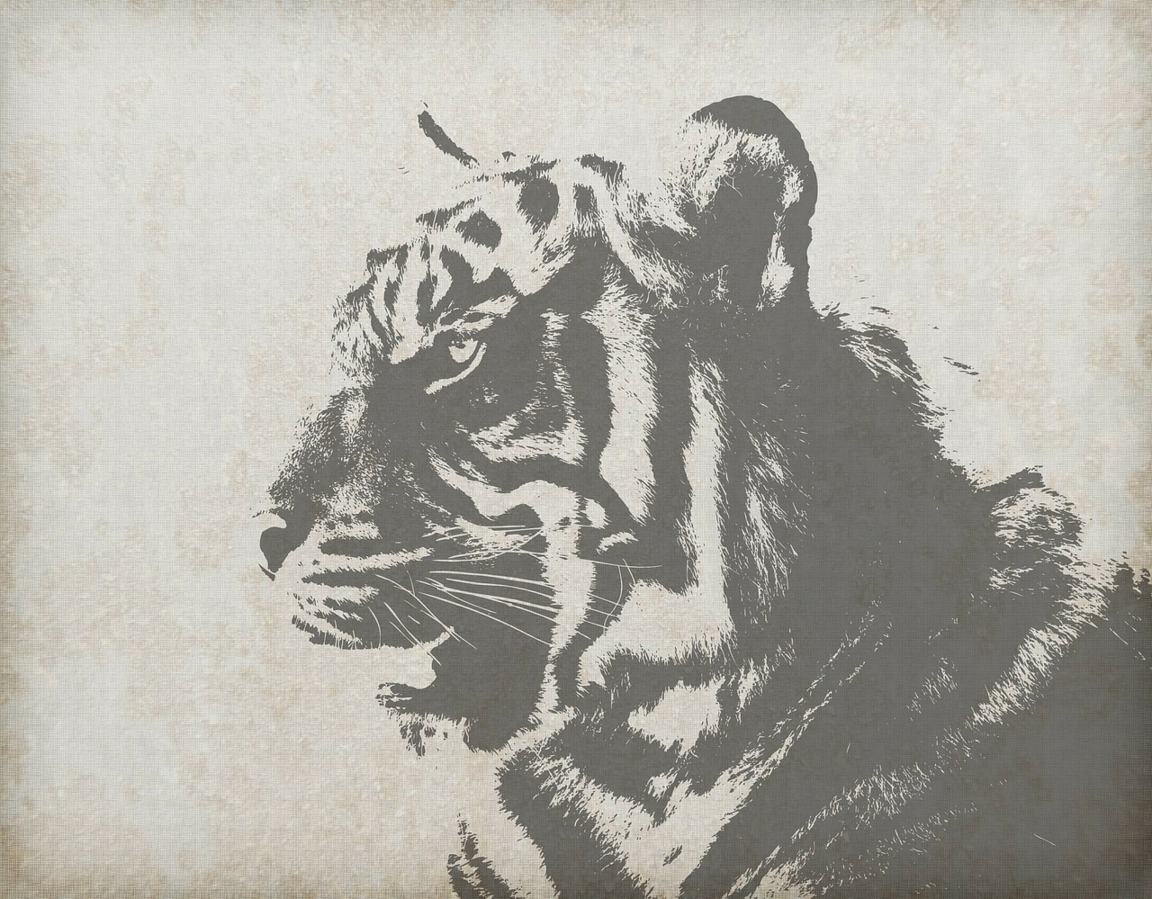 Tigras, Gyvūnas, Kačių, Katė, Didelė Katė, Portretas, Iš Arti, Gražus, Vintage, Senas