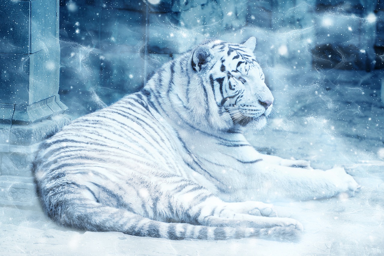 Tigras, Sniegas, Gulintis, Menas, Scrapbooking, Popierius, Gyvūnas, Gamta, Tekstūra, Iškarpų Albumas