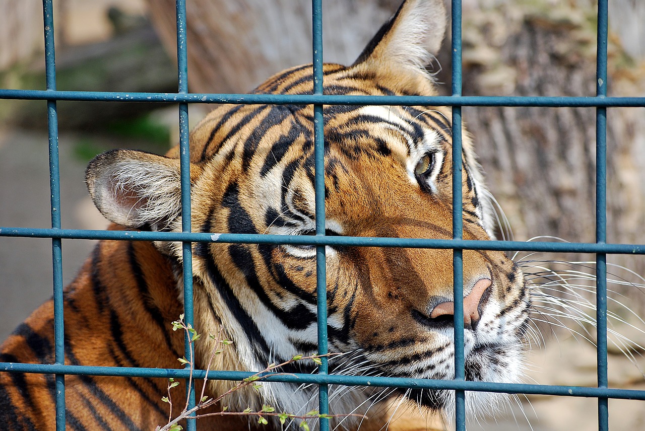 Tigras, Plėšrūnas, Katė, Zoologijos Sodas, Didelė Katė, Laukinės Gamtos Fotografija, Nemokamos Nuotraukos,  Nemokama Licenzija