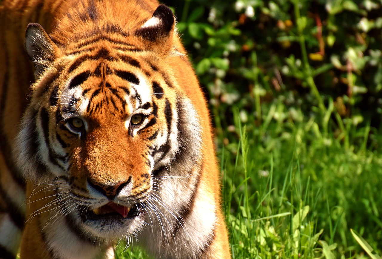 Tigras, Plėšrūnas, Kailis, Gražus, Pavojingas, Katė, Laukinės Gamtos Fotografija, Gyvūnų Pasaulis, Tierpark Hellabrunn, Munich