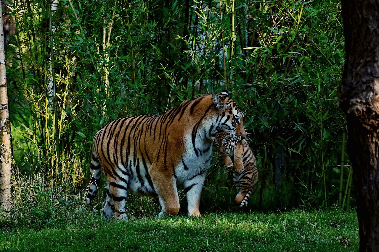 Tigras, Tigras Kūdikis, Motina Ir Vaiku, Nemokamos Nuotraukos,  Nemokama Licenzija