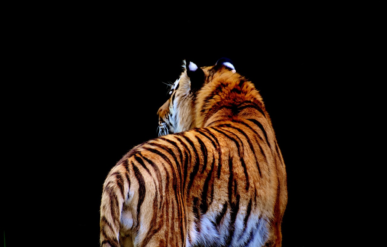 Tigras, Plėšrūnas, Kailis, Gražus, Pavojingas, Katė, Laukinės Gamtos Fotografija, Gyvūnų Pasaulis, Tierpark Hellabrunn, Munich