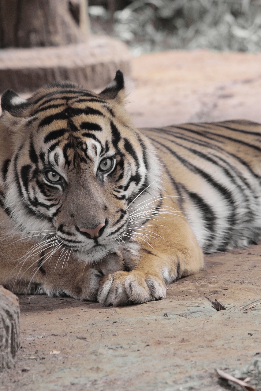 Tigras, Gyvūnas, Laukiniai, Zoologijos Sodas, Laukinė Gamta, Gamta, Žinduolis, Nustatyti, Katė, Fauna