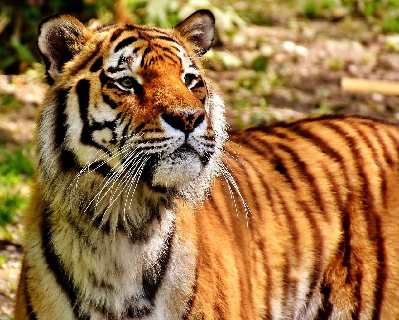 Tigras, Plėšrūnas, Kailis, Gražus, Pavojingas, Katė, Laukinės Gamtos Fotografija, Gyvūnų Pasaulis, Tierpark Hellabrunn, Munich