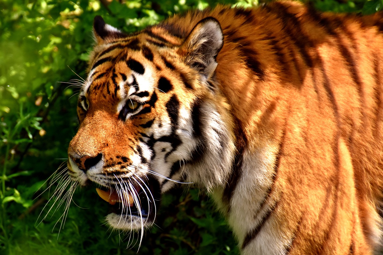 Tigras, Plėšrūnas, Kailis, Gražus, Pavojingas, Katė, Laukinės Gamtos Fotografija, Gyvūnų Pasaulis, Tierpark Hellabrunn, Munich