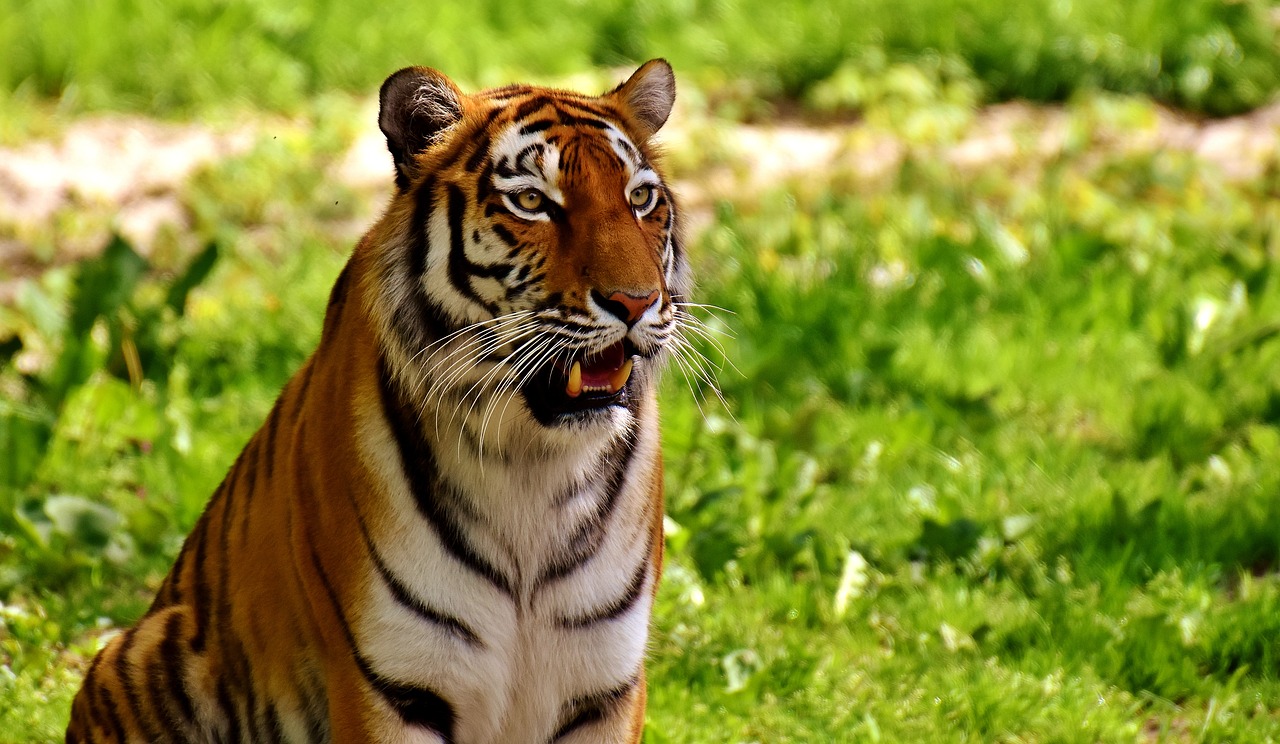 Tigras, Plėšrūnas, Kailis, Gražus, Pavojingas, Katė, Laukinės Gamtos Fotografija, Gyvūnų Pasaulis, Tierpark Hellabrunn, Munich