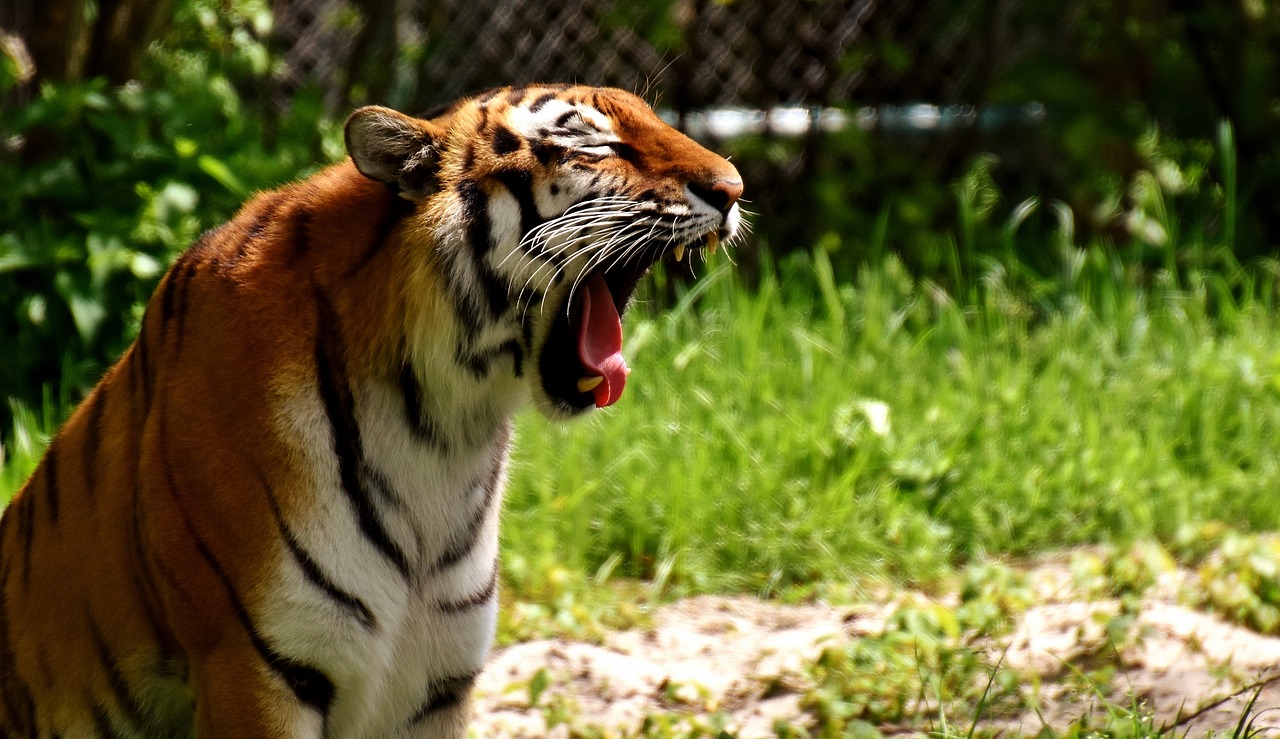 Tigras, Plėšrūnas, Kailis, Gražus, Pavojingas, Katė, Laukinės Gamtos Fotografija, Gyvūnų Pasaulis, Tierpark Hellabrunn, Munich