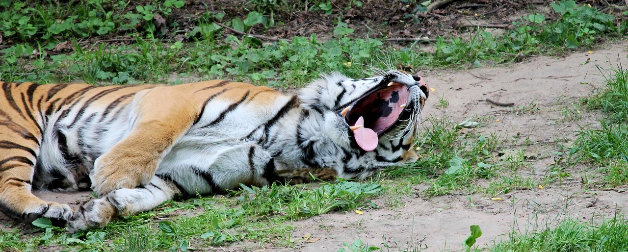Tigras, Didelė Katė, Plėšrūnas, Katė, Pavojingas, Wildcat, Didingas, Gražus, Zoologijos Sodas, Grakštus