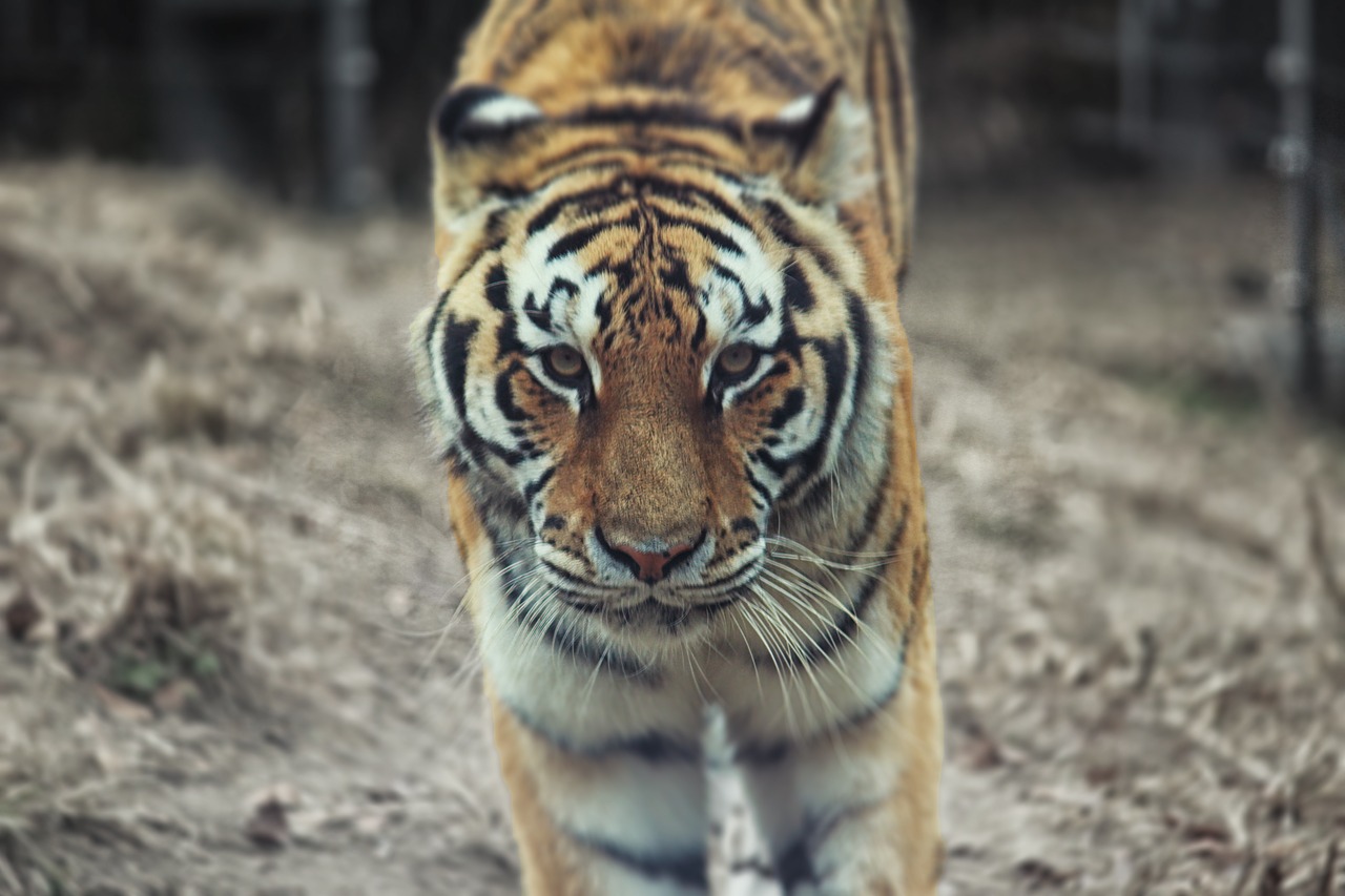Tigras, Zoologijos Sodas, Grobio Žvėris, Nemokamos Nuotraukos,  Nemokama Licenzija