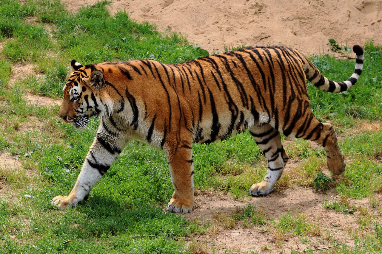 Tigras, Sibiro Tigras, Zoologijos Sodas, Plėšrūnas, Katė, Mėsėdžiai, Siberianas, Amurtiger, Pavojingas, Laukinės Gamtos Fotografija