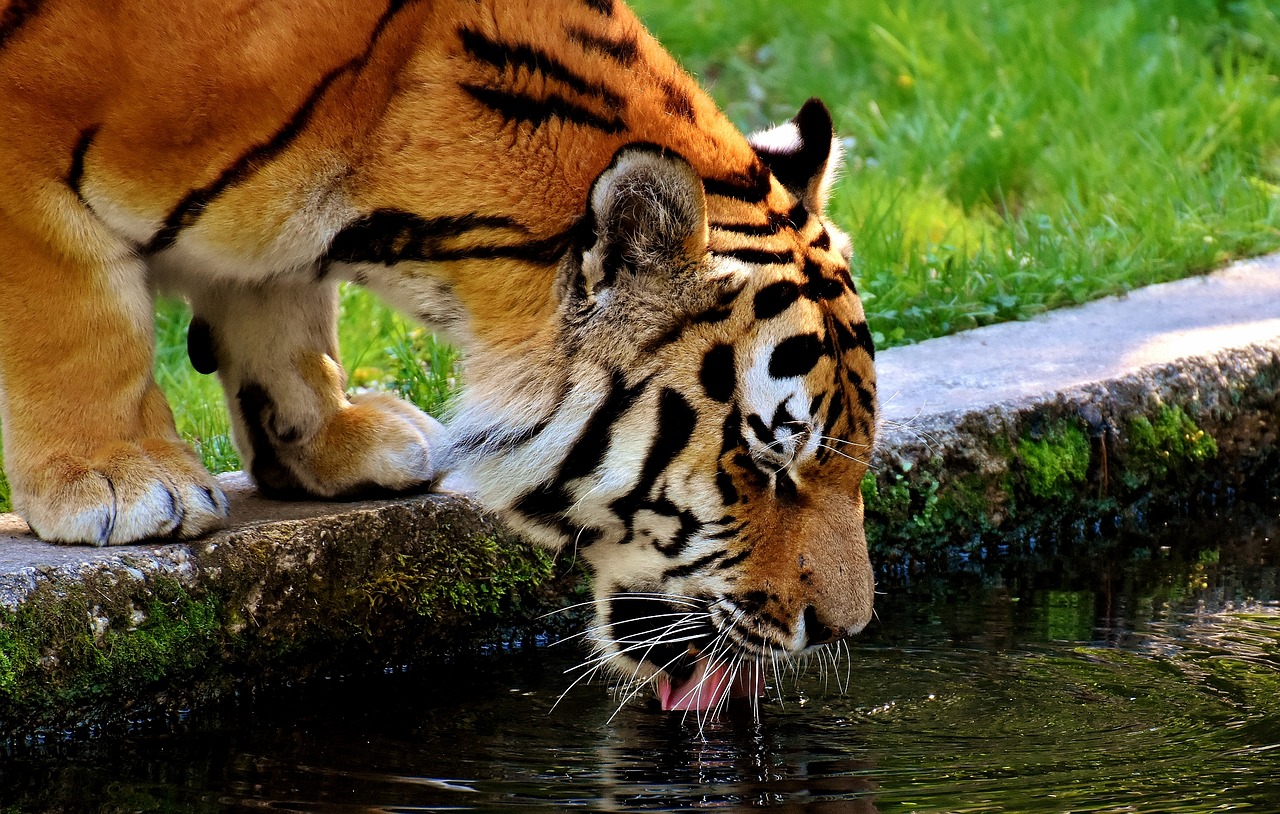 Tigras, Plėšrūnas, Kailis, Gražus, Pavojingas, Katė, Laukinės Gamtos Fotografija, Gyvūnų Pasaulis, Tierpark Hellabrunn, Munich