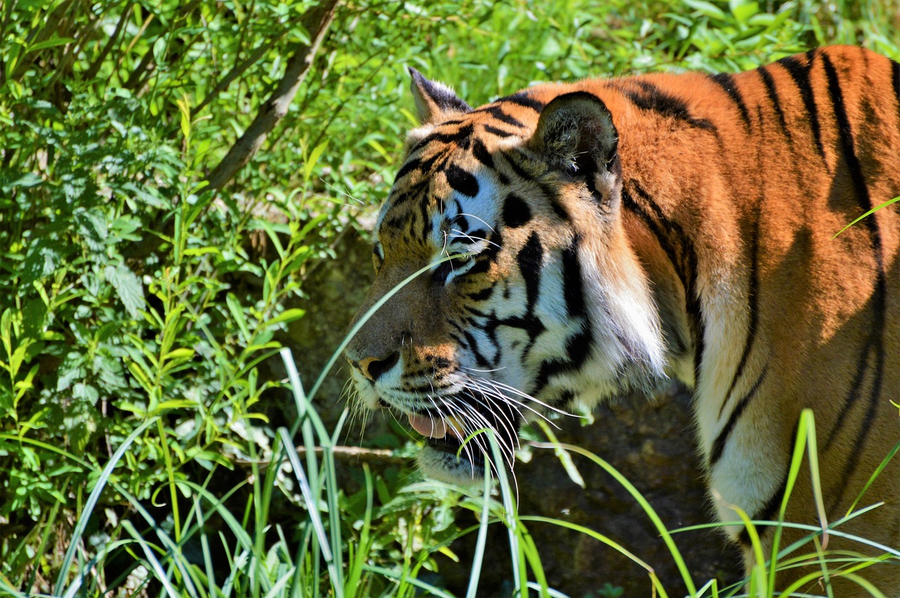 Tigras, Didelė Katė, Plėšrūnas, Katė, Tiergarten, Zoologijos Sodas, Tierpark Hellabrunn, Nemokamos Nuotraukos,  Nemokama Licenzija