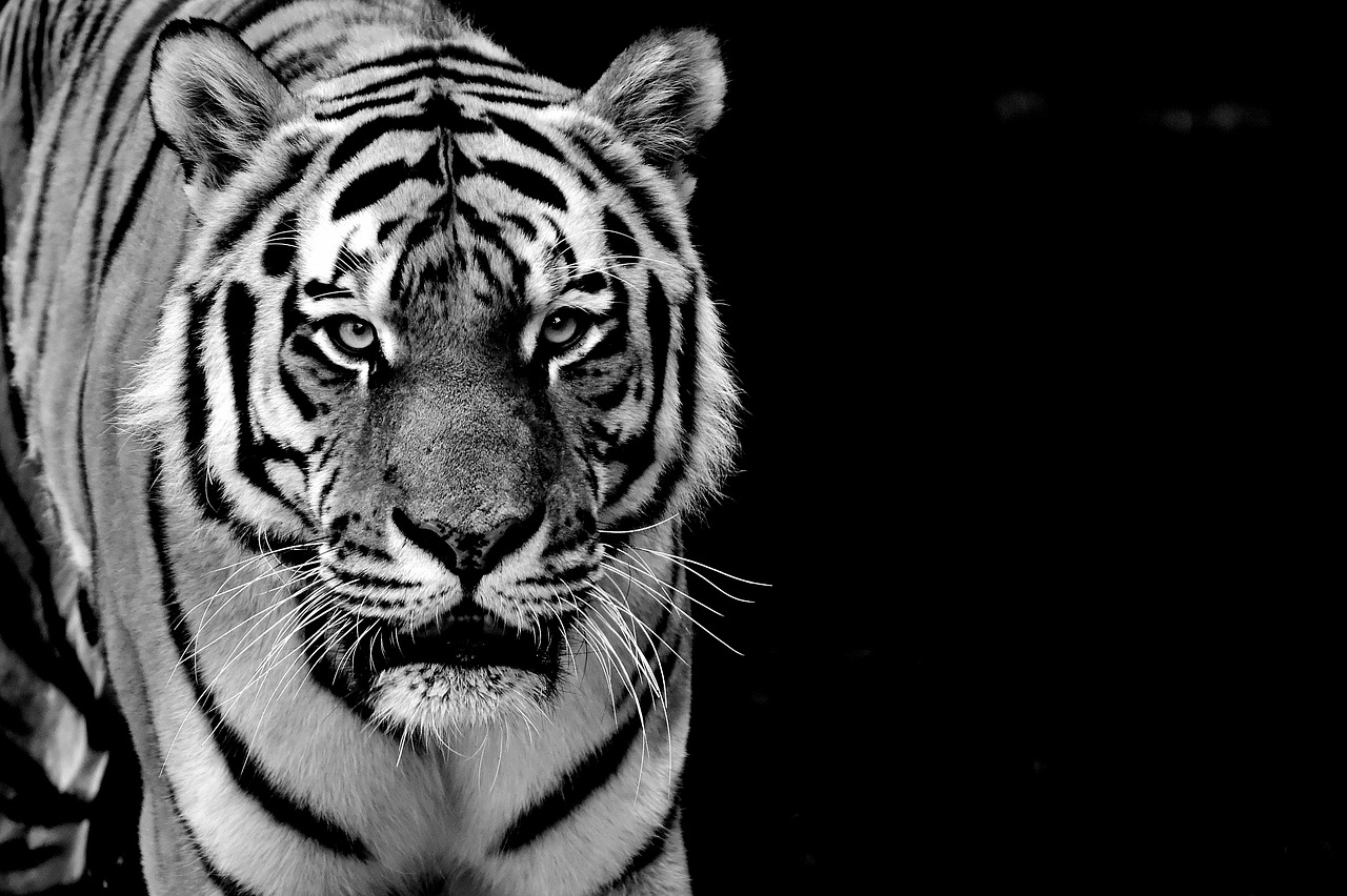 Tigras, Plėšrūnas, Kailis, Juoda Ir Balta, Gražus, Pavojingas, Katė, Laukinės Gamtos Fotografija, Gyvūnų Pasaulis, Tierpark Hellabrunn