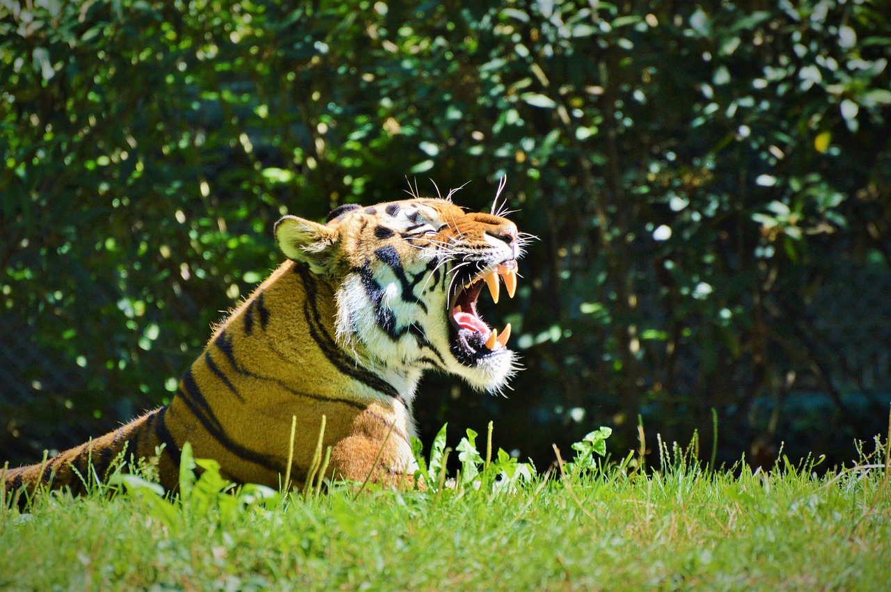 Tigras, Katė, Wildcat, Didelė Katė, Pavojingas, Zoologijos Sodas, Tiergarten, Nemokamos Nuotraukos,  Nemokama Licenzija