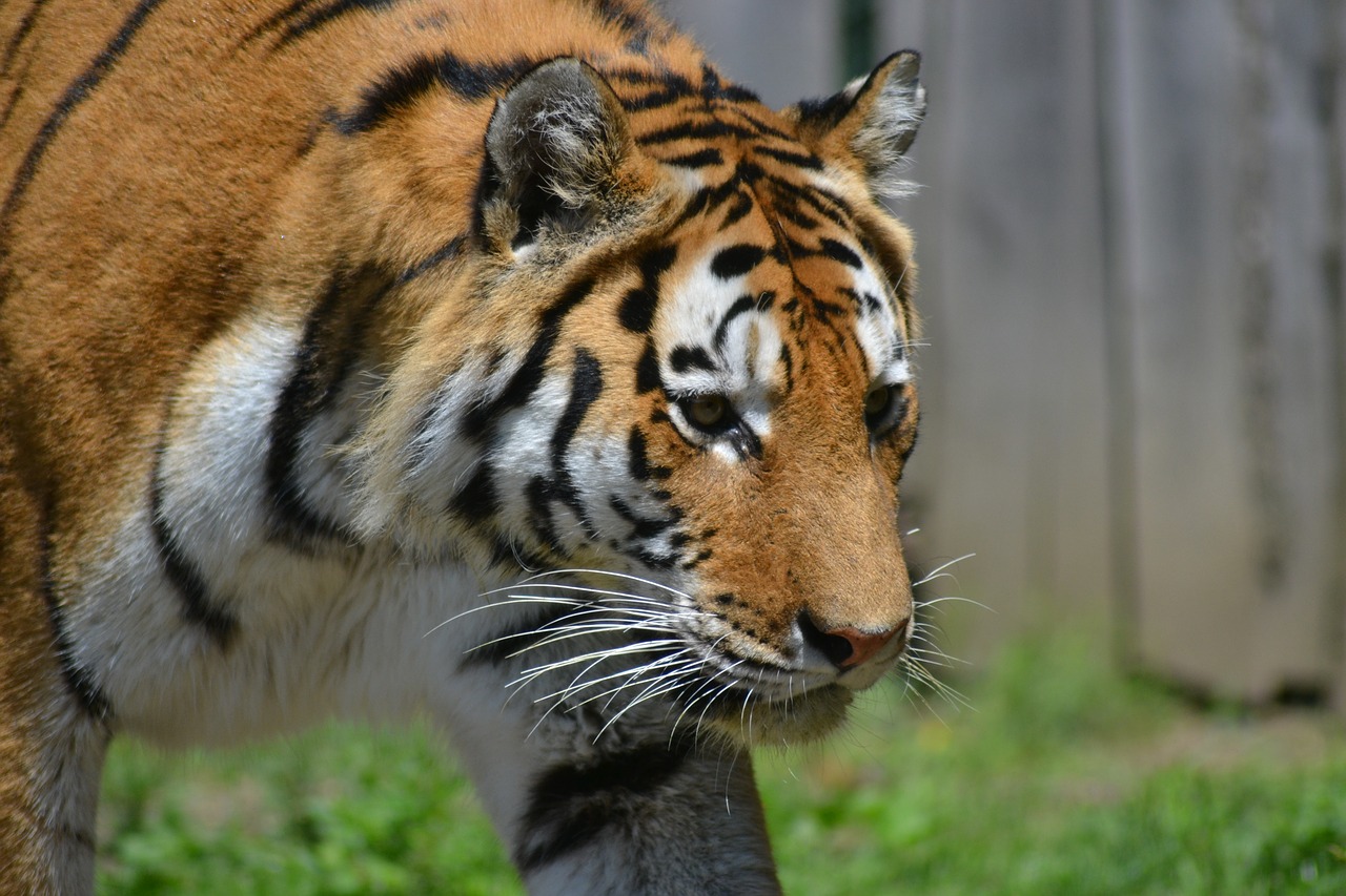 Tigras, Zoologijos Sodas, Katė, Pavojingas, Didelė Katė, Plėšrūnas, Uždaryti, Nemokamos Nuotraukos,  Nemokama Licenzija