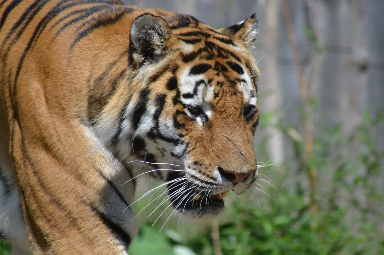 Tigras, Zoologijos Sodas, Katė, Pavojingas, Didelė Katė, Plėšrūnas, Uždaryti, Nemokamos Nuotraukos,  Nemokama Licenzija