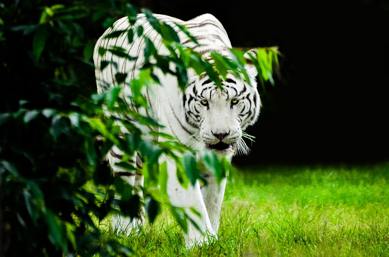 Tigras, Balta, Plėšrūnas, Katė, Baltasis Tigras, Didelė Katė, Sublime, Pavojingas, Serengeti Parkas, Vokietija