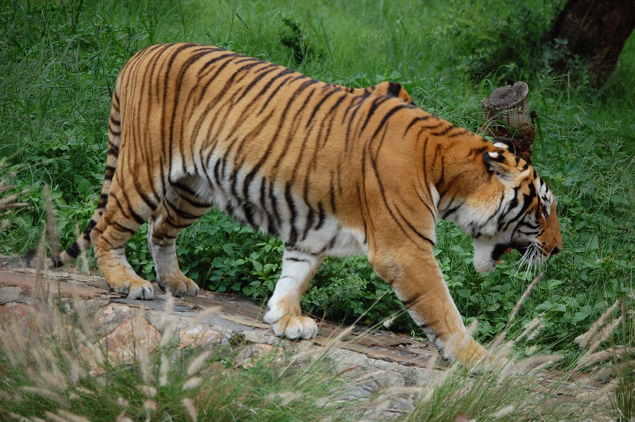 Tigras, Juostelė, Nykstantis, Laukinė Gamta, Žinduolis, Mėsėdis, Katė, Laukiniai, Zoologijos Sodas, Oranžinė