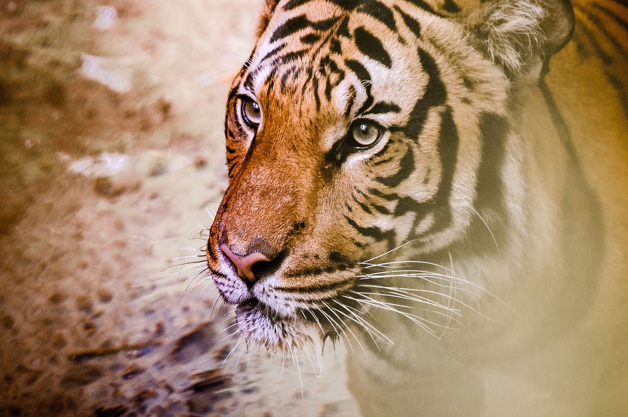Tigras, Gyvūnas, Laukinė Gamta, Miškas, Nemokamos Nuotraukos,  Nemokama Licenzija