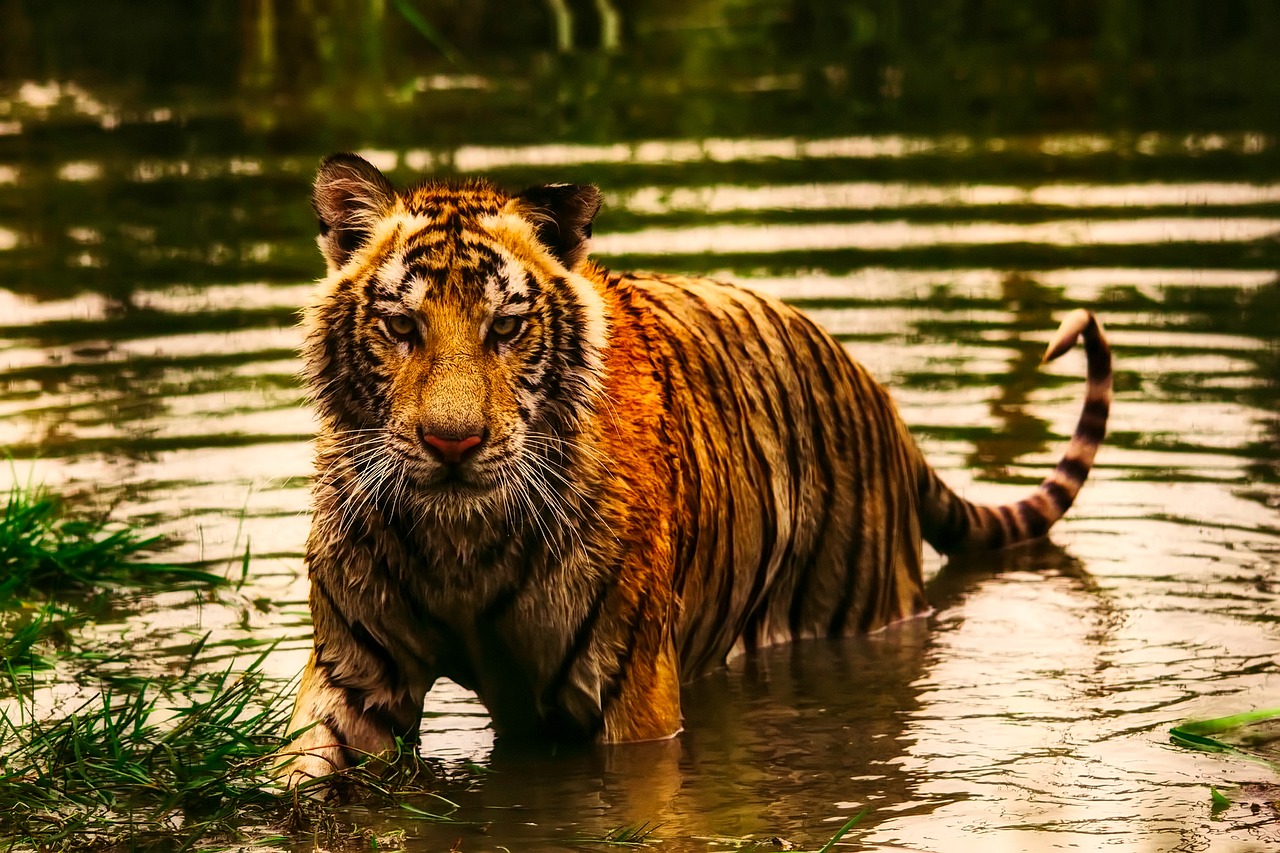 Tigras, Gyvūnas, Laukinė Gamta, Plėšrūnas, Ežeras, Vanduo, Gamta, Lauke, Gražus, Nemokamos Nuotraukos