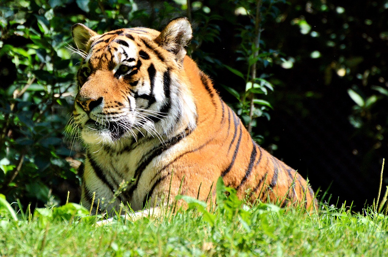 Tigras, Didelė Katė, Plėšrūnas, Katė, Tiergarten, Zoologijos Sodas, Tierpark Hellabrunn, Nemokamos Nuotraukos,  Nemokama Licenzija