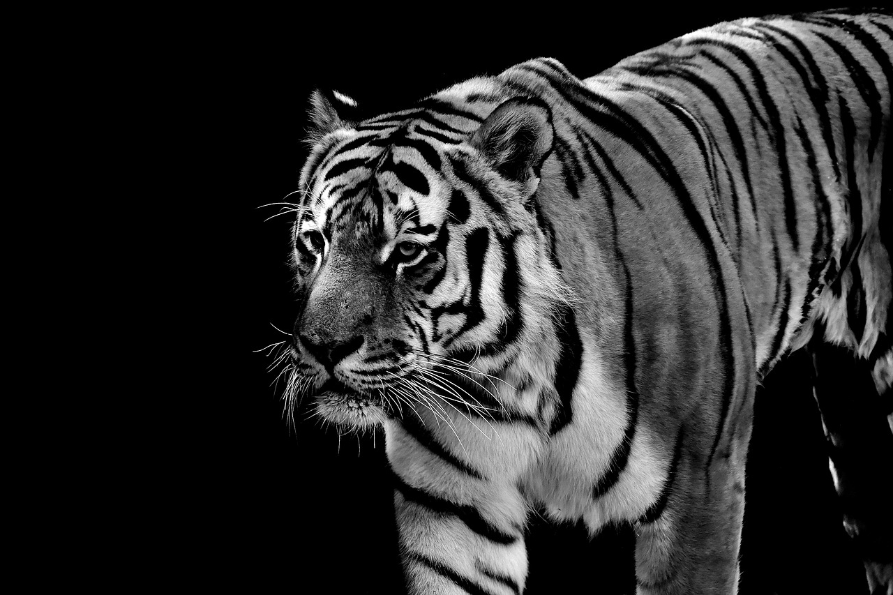 Tigras, Plėšrūnas, Kailis, Juoda Ir Balta, Gražus, Pavojingas, Katė, Laukinės Gamtos Fotografija, Gyvūnų Pasaulis, Tierpark Hellabrunn
