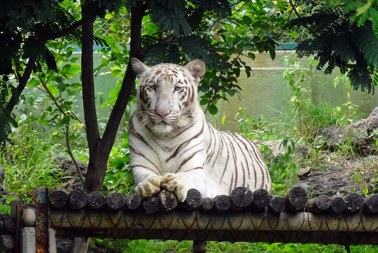 Tigras, Baltasis Tigras, Katė, Gyvūnas, Laukinė Gamta, Laukiniai, Kačių, Plėšrūnas, Didelis, Žinduolis