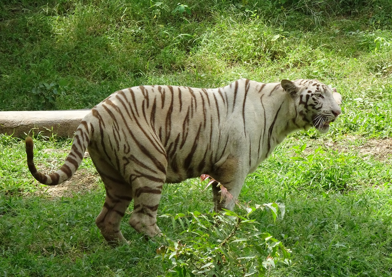 Tigras, Baltasis Tigras, Katė, Gyvūnas, Laukinė Gamta, Laukiniai, Kačių, Plėšrūnas, Didelis, Žinduolis