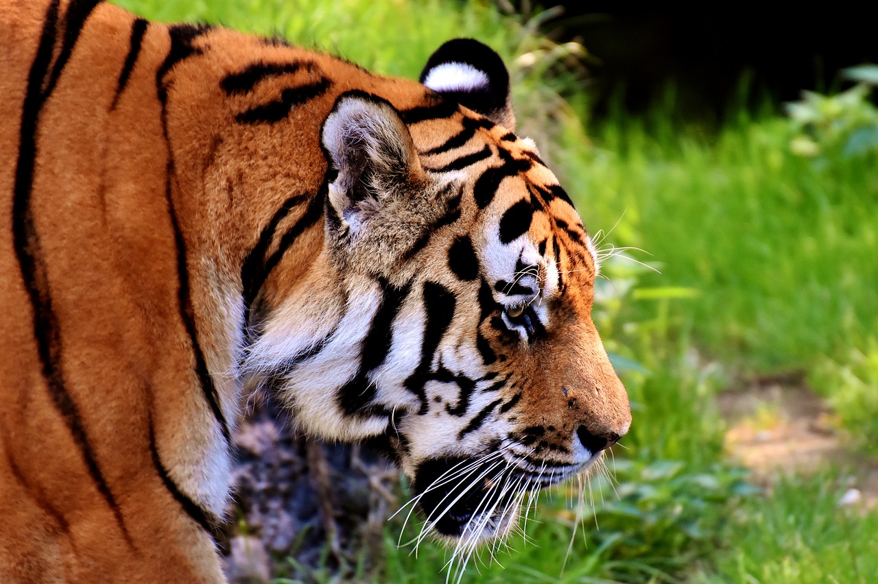 Tigras, Plėšrūnas, Kailis, Gražus, Pavojingas, Katė, Laukinės Gamtos Fotografija, Gyvūnų Pasaulis, Tierpark Hellabrunn, Munich