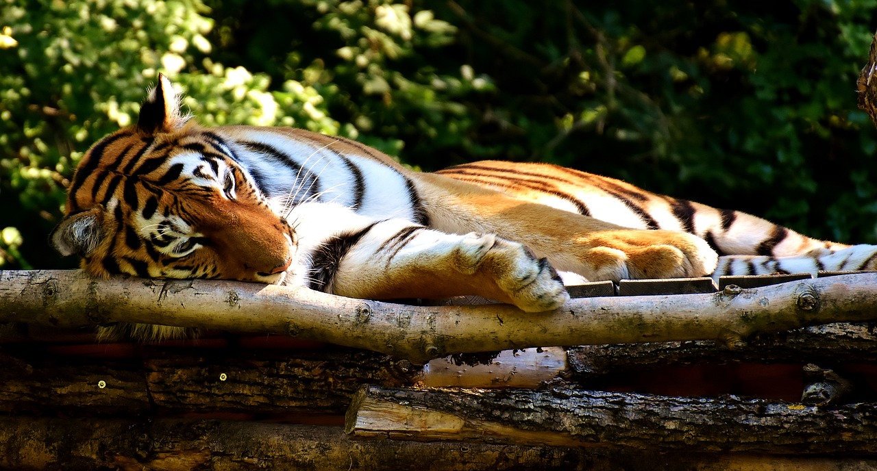 Tigras, Plėšrūnas, Kailis, Gražus, Pavojingas, Katė, Laukinės Gamtos Fotografija, Gyvūnų Pasaulis, Tierpark Hellabrunn, Munich