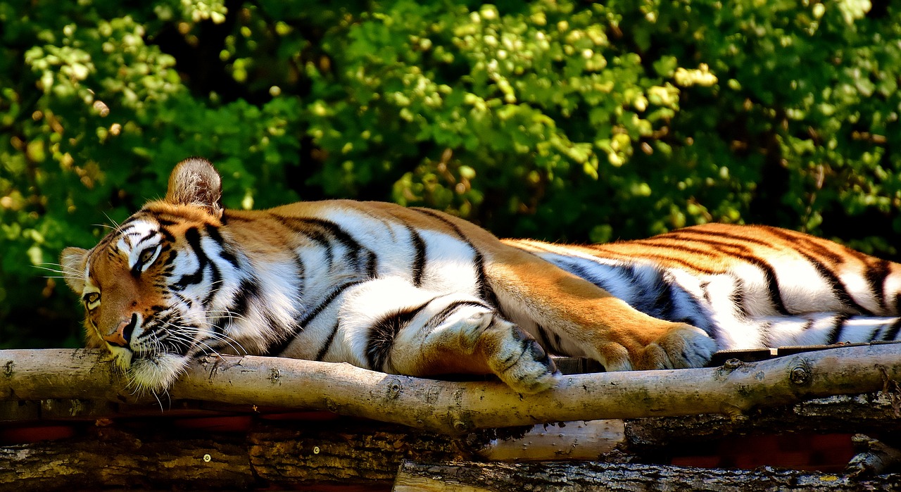 Tigras, Plėšrūnas, Kailis, Gražus, Pavojingas, Katė, Laukinės Gamtos Fotografija, Gyvūnų Pasaulis, Tierpark Hellabrunn, Munich