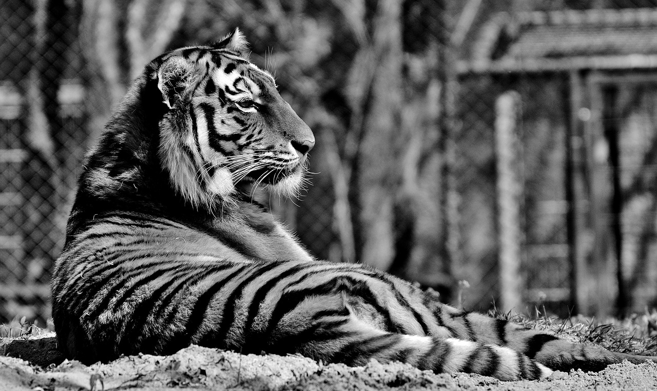 Tigras, Plėšrūnas, Kailis, Gražus, Pavojingas, Katė, Laukinės Gamtos Fotografija, Gyvūnų Pasaulis, Tierpark Hellabrunn, Munich