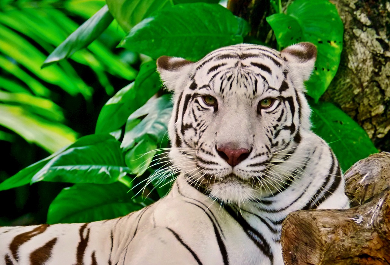 Tigras, Balta, Zoologijos Sodas, Sodas, Gamta, Džiunglių Karalius, Nemokamos Nuotraukos,  Nemokama Licenzija
