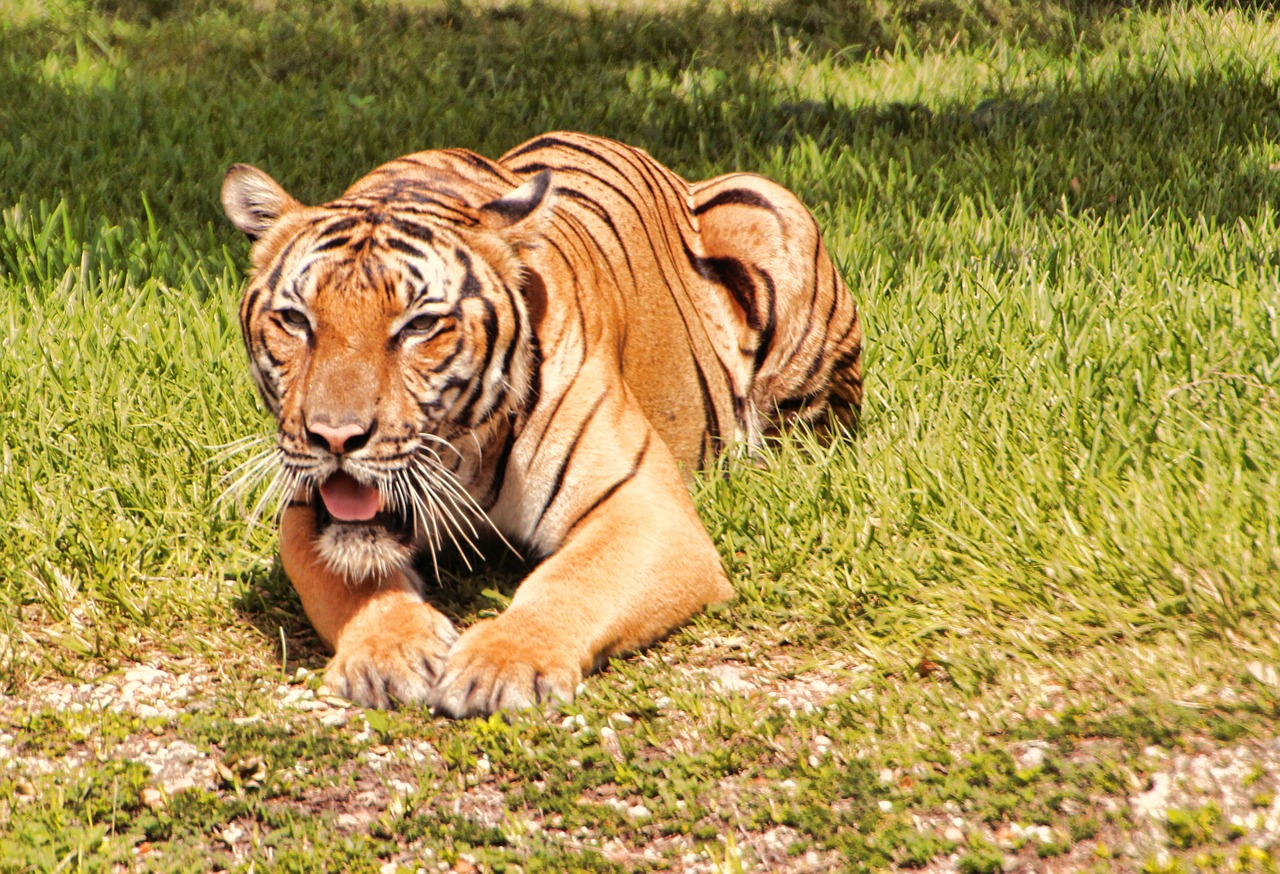 Tigras, Bengališkas Tigras, Kačių, Didelis, Gražus, Zoologijos Sodas, Nelaisvė, Lauke, Iš Arti, Katė