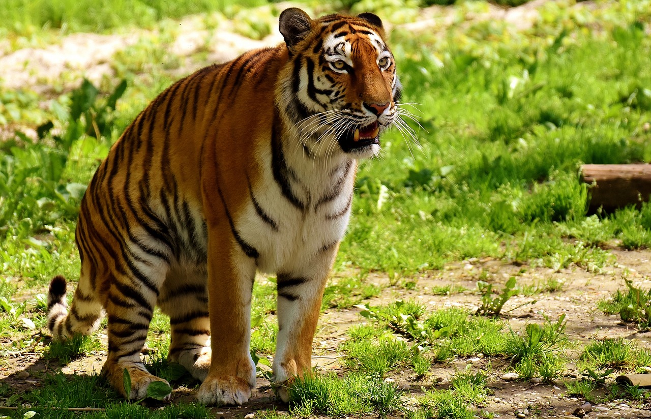 Tigras, Plėšrūnas, Kailis, Gražus, Pavojingas, Katė, Laukinės Gamtos Fotografija, Gyvūnų Pasaulis, Tierpark Hellabrunn, Munich