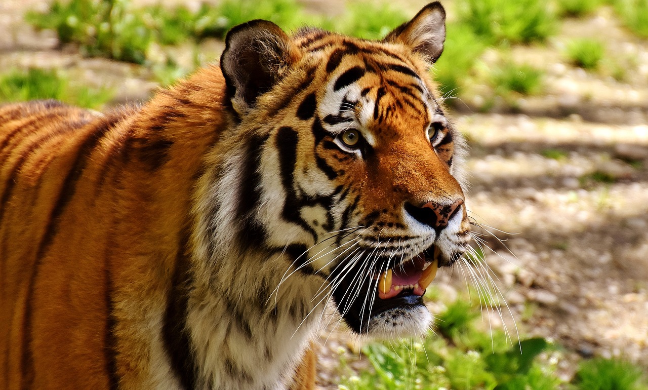 Tigras, Plėšrūnas, Kailis, Gražus, Pavojingas, Katė, Laukinės Gamtos Fotografija, Gyvūnų Pasaulis, Tierpark Hellabrunn, Munich