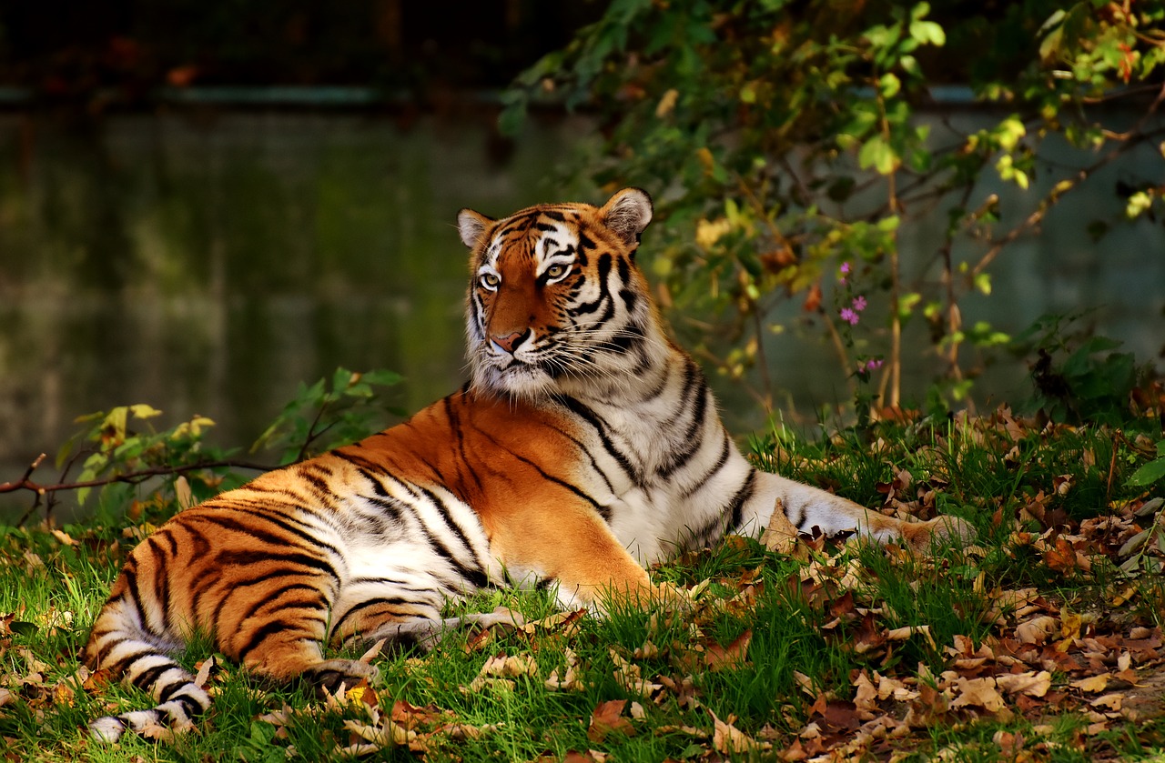 Tigras, Plėšrūnas, Kailis, Gražus, Pavojingas, Katė, Laukinės Gamtos Fotografija, Gyvūnų Pasaulis, Tierpark Hellabrunn, Munich