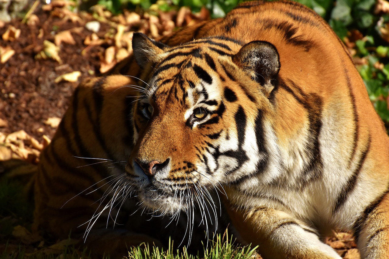 Tigras, Plėšrūnas, Pasislėpęs, Kailis, Gražus, Pavojingas, Katė, Laukinės Gamtos Fotografija, Gyvūnų Pasaulis, Tierpark Hellabrunn