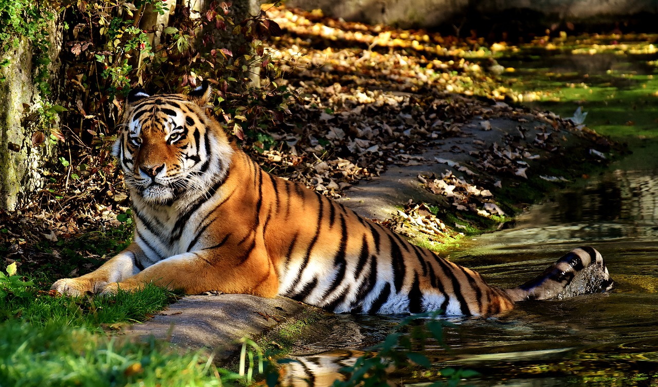 Tigras, Plėšrūnas, Kailis, Gražus, Pavojingas, Katė, Laukinės Gamtos Fotografija, Gyvūnų Pasaulis, Tierpark Hellabrunn, Munich