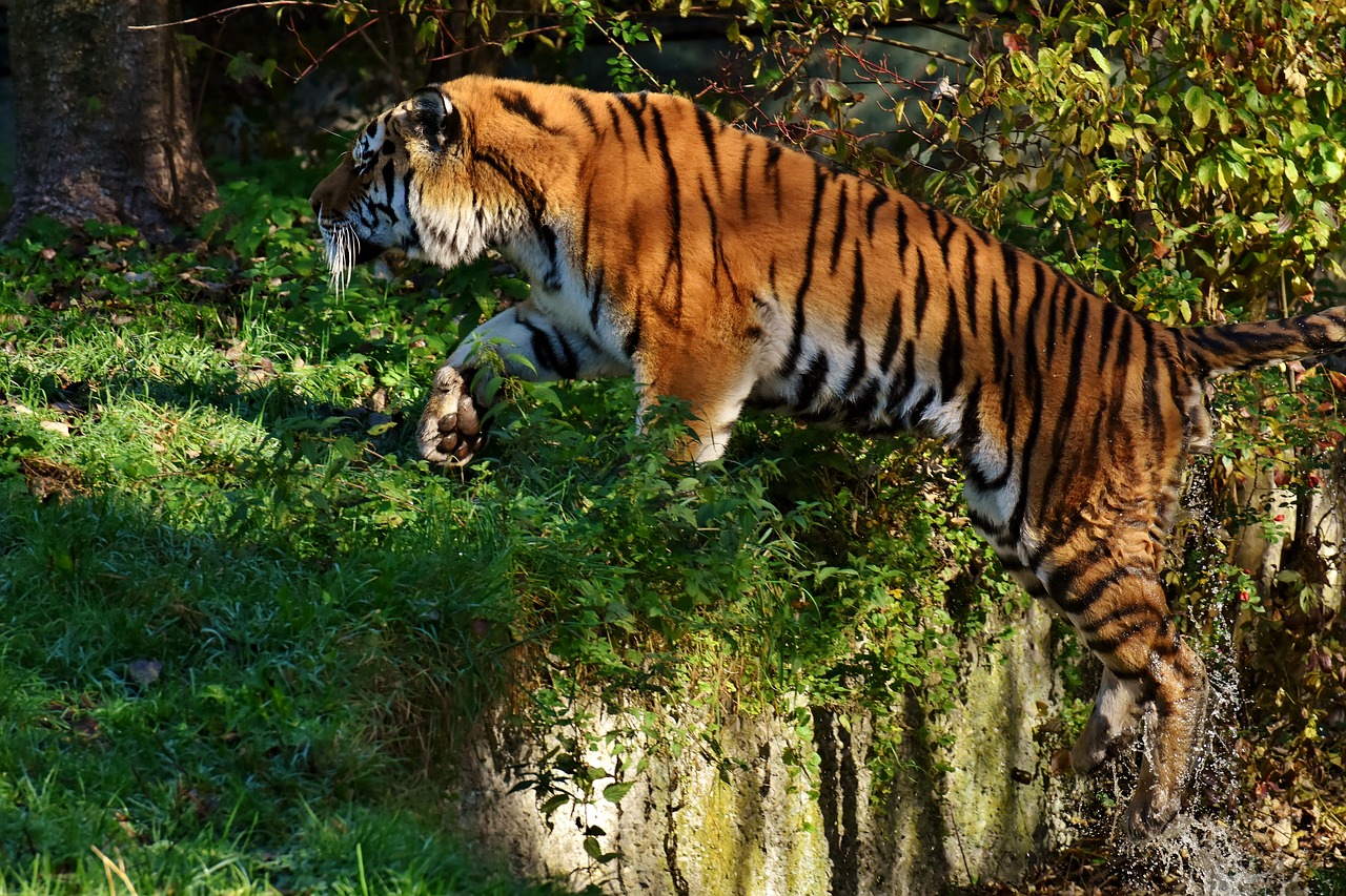 Tigras, Plėšrūnas, Šokinėti, Vanduo, Kailis, Gražus, Pavojingas, Katė, Laukinės Gamtos Fotografija, Gyvūnų Pasaulis